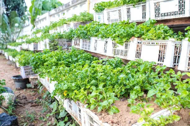 Watercress And Its Substitutes