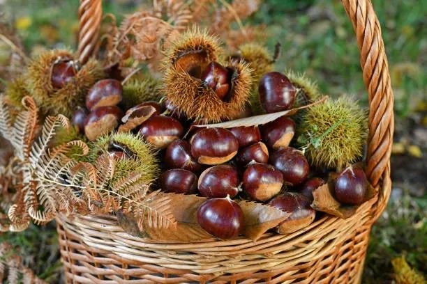 Chestnuts And Their Substitutes