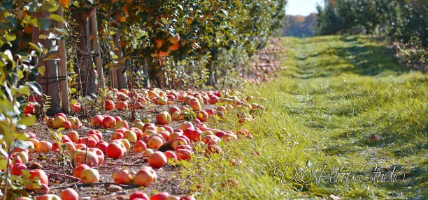 Honeycrisp Apples and their substitutes