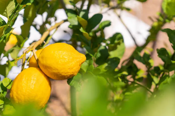 Meyer Lemon And Its Substitutes