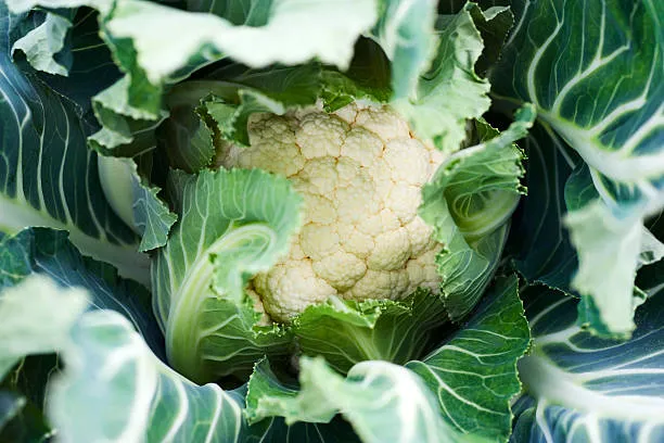 What Is The Taste Of Cauliflower Taste Like? Does It Sound Good?