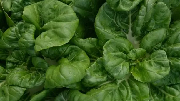 Bok Choy and Its Substitutes