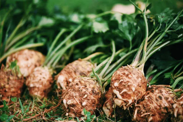 Celeriac And Its Substitutes