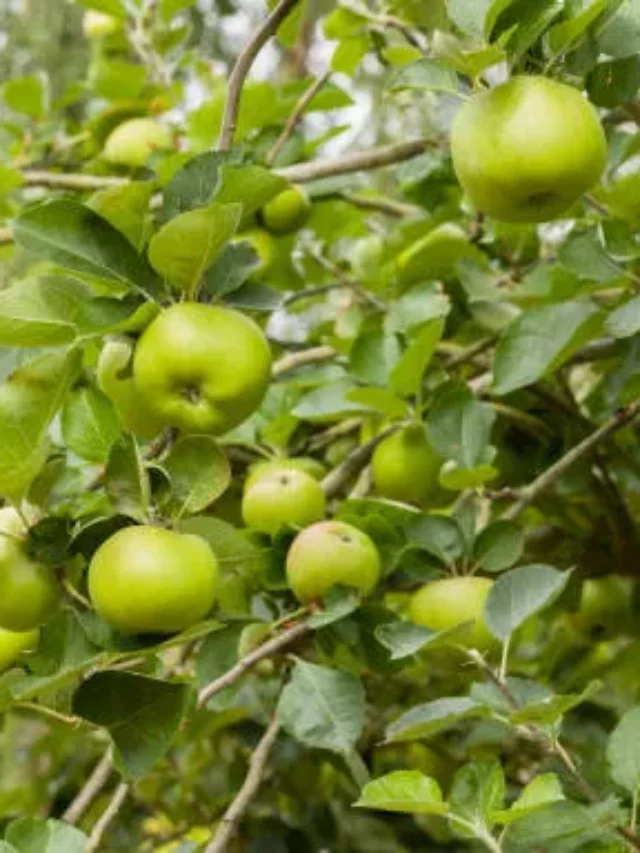 Bramley Apple And Its Substitutes