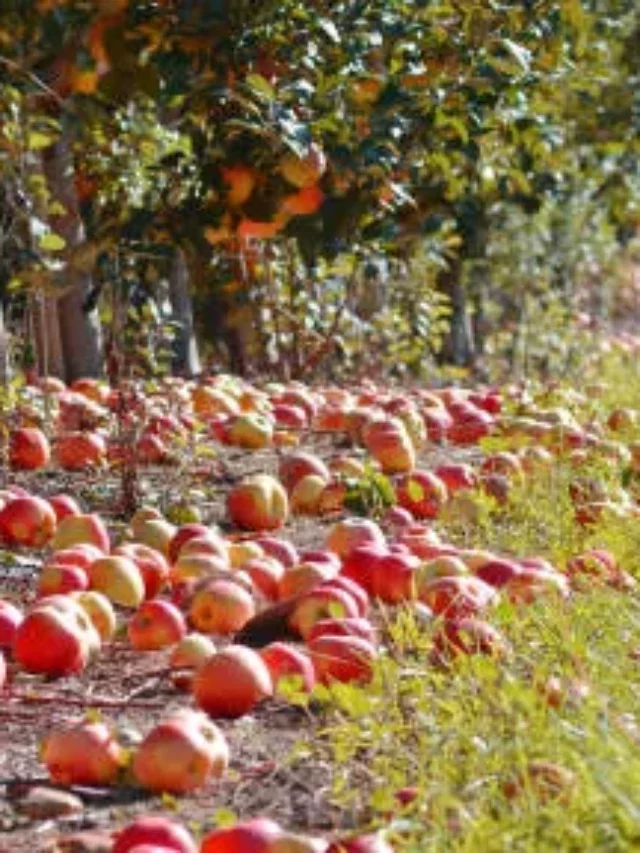 Honeycrisp Apples and their substitutes