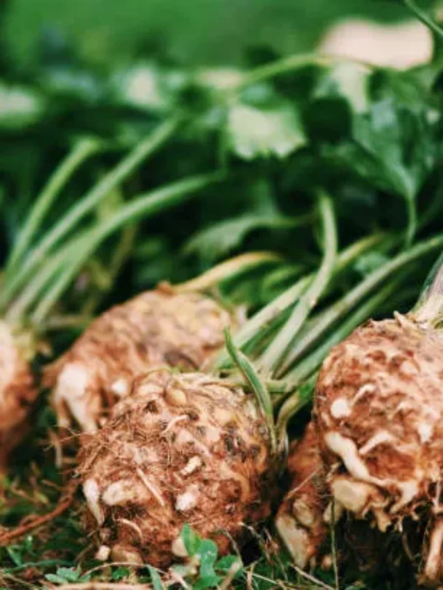 Celeriac And Its Substitutes